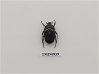 藏品(青金蚤)的圖片